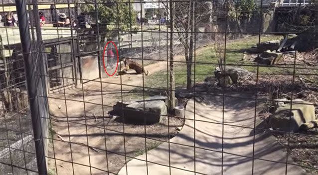 A woman scales the fence of a lion enclosure at the Toronto Zoo, Canada, to retrieve her hat. Picture: YouTube/Jared Sales