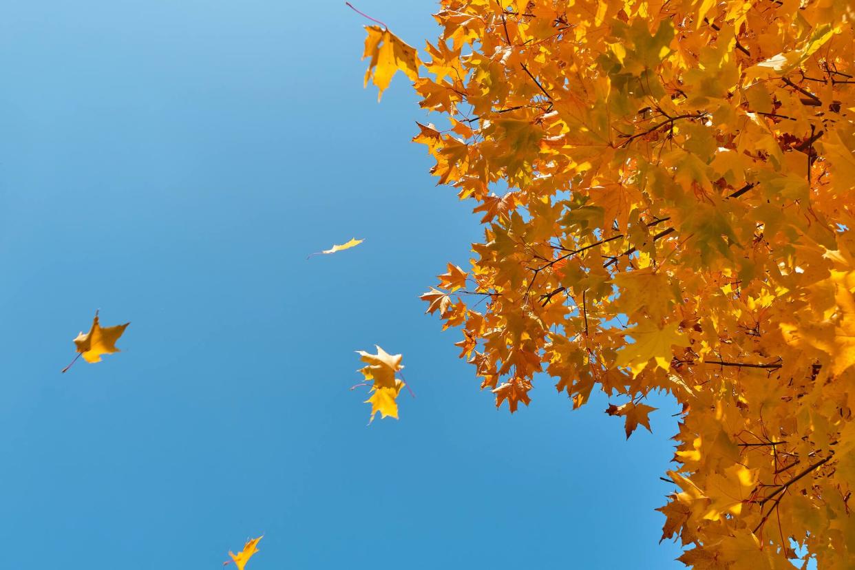 Gold autumn leaves against a blue sky