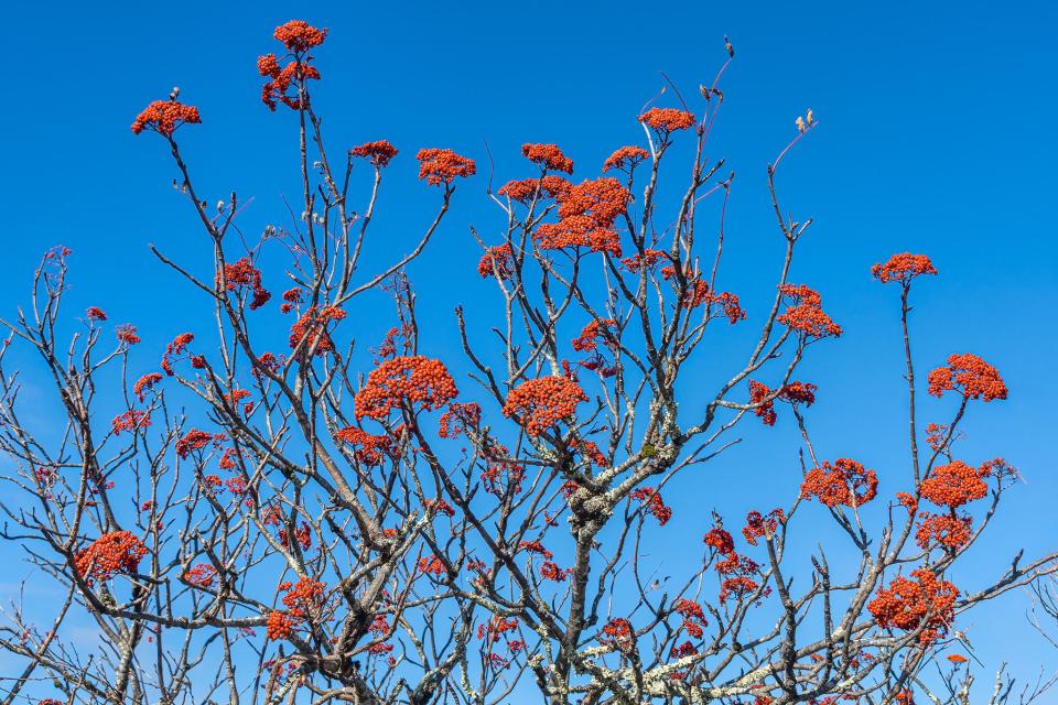 Mountain Ash, a native tree in the Southeastern mountains, puts on a wonderful late-season show.