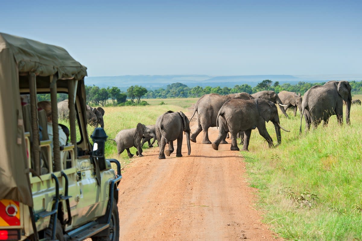 Animal lovers can safari with elephants in the Masai Mara (Getty Images)