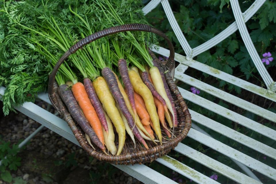 It’s too late for tomatoes but you can still grow carrots (Alamy Stock Photo)