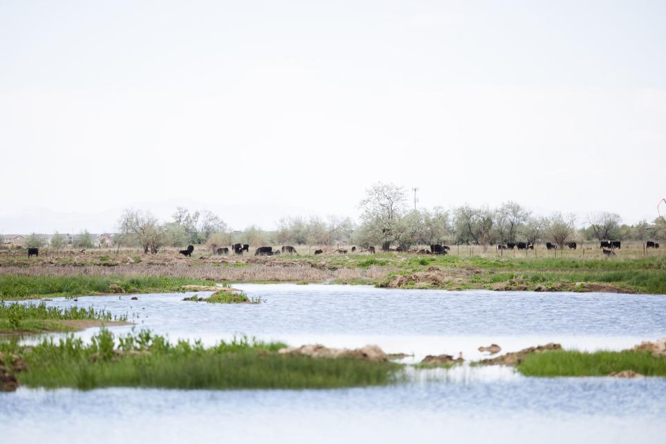 New wetlands are seen following completion of the Freeport Drain project at the Great Salt Lake Shorelands Preserve in Layton on Wednesday, May 17, 2023. | Ryan Sun, Deseret News