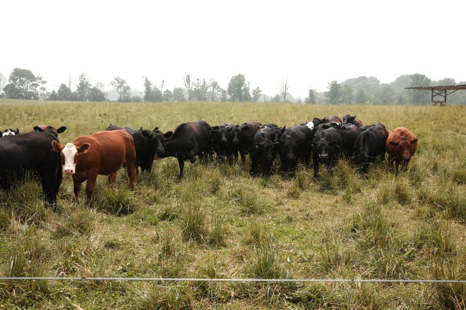 Just like the pigs, the cows are moved to fresh grass regularly to keep the cows and soil happy and healthy.