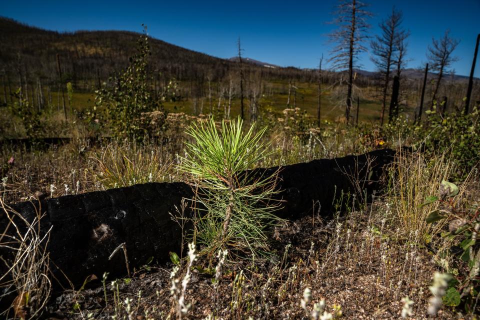 A small ponderosa pine tree, about two years old, grows near West White Pine Mountain on Sept. 12. The tree lives in a patch, which burned in both the High Park and Cameron Peak fires, planted and monitored by The Nature Conservancy through a project let by Coalition for the Poudre River Watershed. Various government and nongovernment entities are working to plant ponderosas in areas not regenerating following recent severe wildfires.