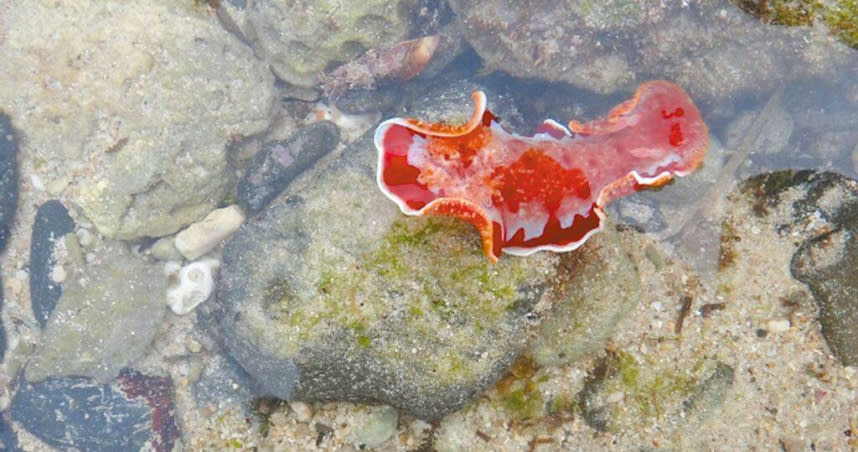小琉球潮間帶生態之旅是重要觀光項目之一，圖為潮間帶的血紅六鰓海蛞蝓。（圖／屏縣府提供／報系資料照）