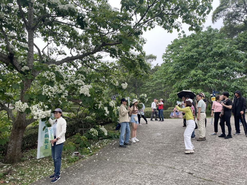 <strong>客家大院桐花盛開，遊客絡繹不絕，爭相於「台灣桐花王」前合影。（圖／姜太公道場提供）</strong>