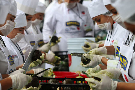 Volunteers from a culinary school cut avocados as they attempt to set a new Guinness World Record for the largest serving of guacamole in Concepcion de Buenos Aires, Jalisco, Mexico September 3, 2017. REUTERS/Fernando Carranza