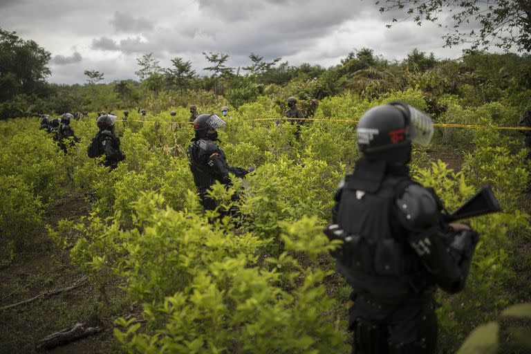 En esta fotografía de archivo del 30 de diciembre de 2020, agentes de policía se encuentran en un campo de coca durante una operación de erradicación manual en Tumaco, suroeste de Colombia. 