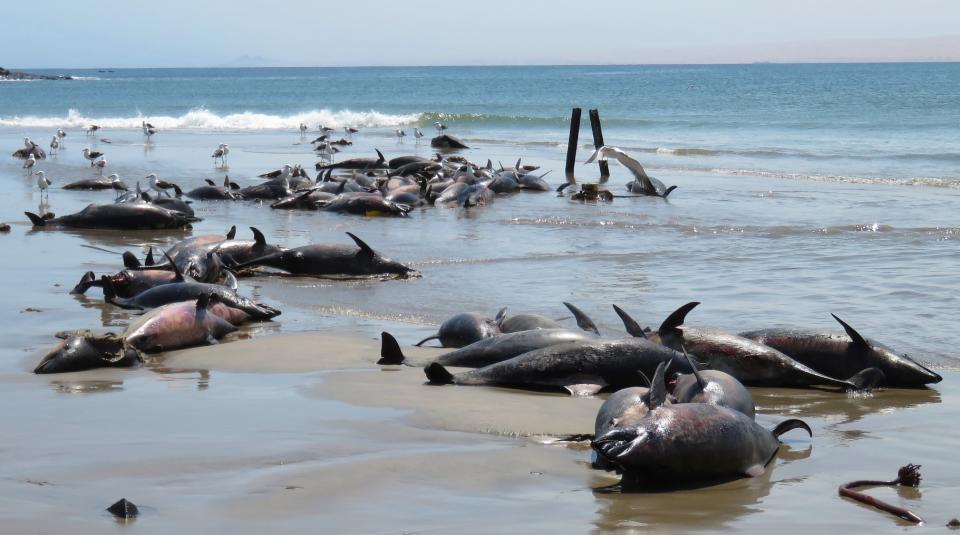 There was a grim scene when a Lüderitz Marine Research team arrived. Source: Facebook