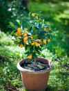 <p> Citrus trees make for some of the best indoor trees, but you can grow them outside in the right climates. </p> <p> ‘If you’ve never tried kumquat, then you most definitely should – you can eat the entire thing, skin and all,’ says Barbosa Fernandes. </p> <p> Producing small orange fruits and flowers that bloom in the summer, these compact trees can be easily grown in pots, and are one of the hardiest citrus fruits. </p> <p> ‘Position them in full sun, and plant in moist, well-draining soil. However, you don’t need to worry about cross-pollination or cold weather killing it down to 18°F (-8°C),’ adds Barbosa Fernandes. </p>