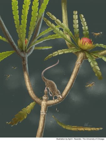 A life reconstruction of the newly discovered primitive Jurassic mammal Microdocodon gracilis is shown in this handout image