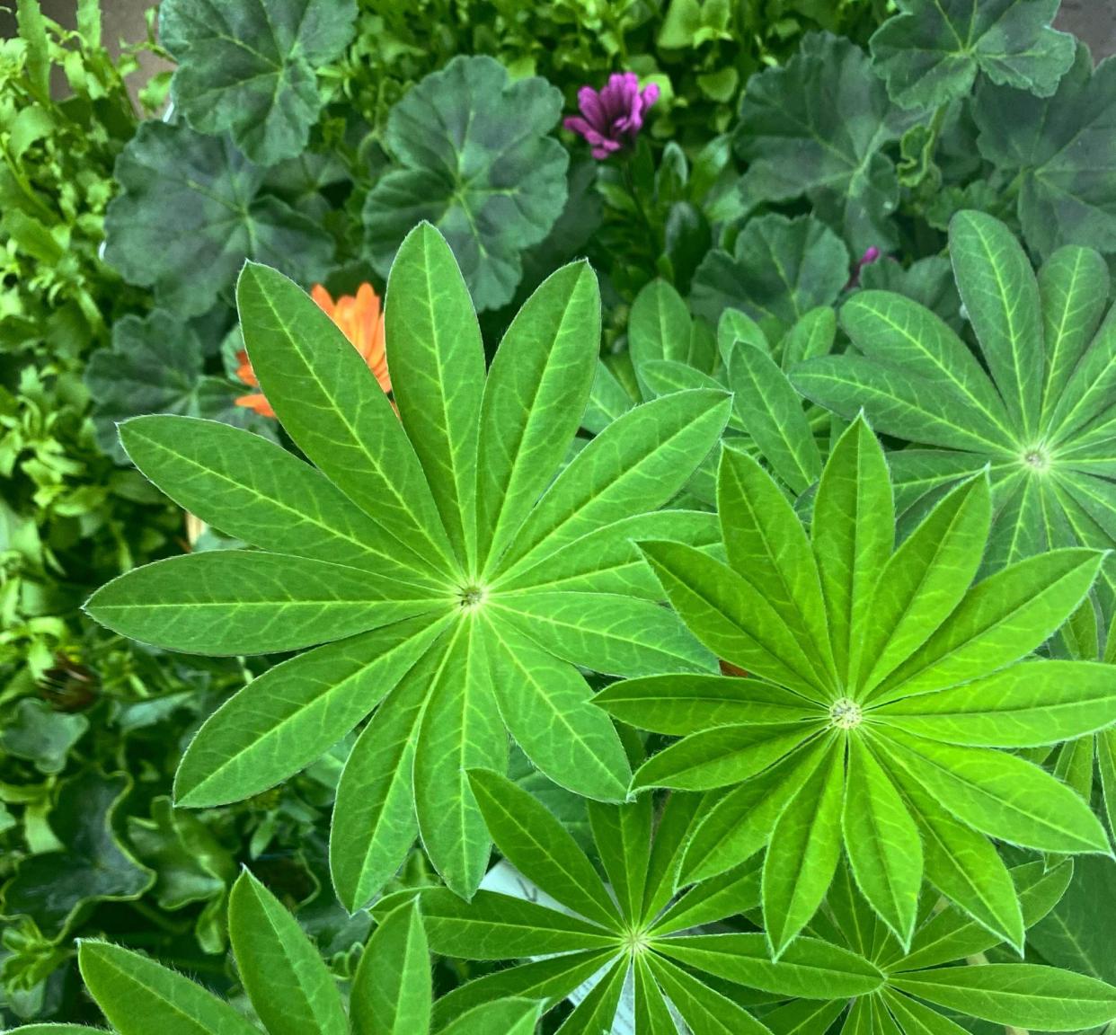 <span>‘Kala and Henri hunt for cottage garden blooms’: lupins in front, geraniums behind.</span><span>Photograph: Allan Jenkins</span>