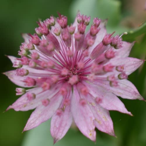 CHUXAY GARDEN Astrantia Major Rosea,Great Masterwort 45 Seeds Hardy Perennial Lovely Flowers Easy Grow Bloom Late Spring to Early Summer Great for Garden