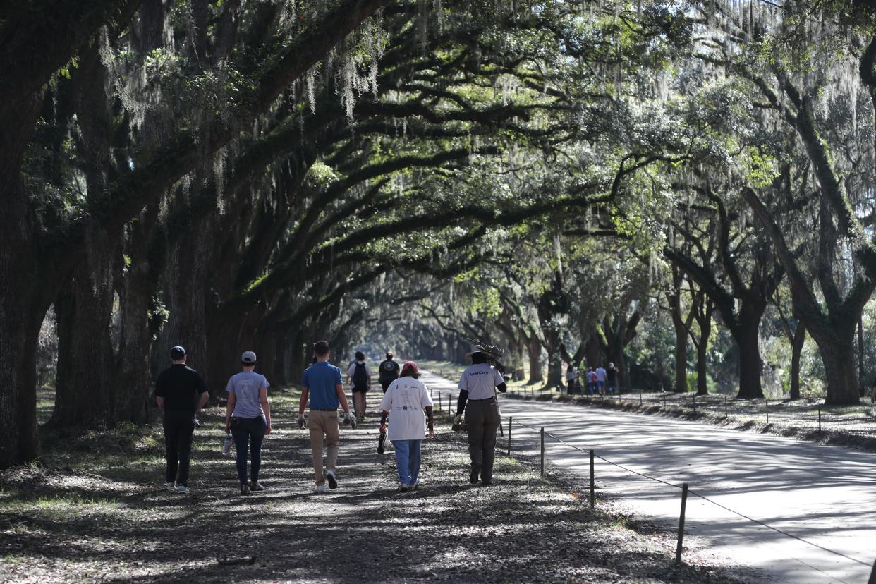 FILE - Volunteers walk along the oak lined avenue at Wormsloe State Historic Site during a community tree planting on Saturday, January 27, 2024. The park was ranked as one of the best in Georgia by Tripadvisor.