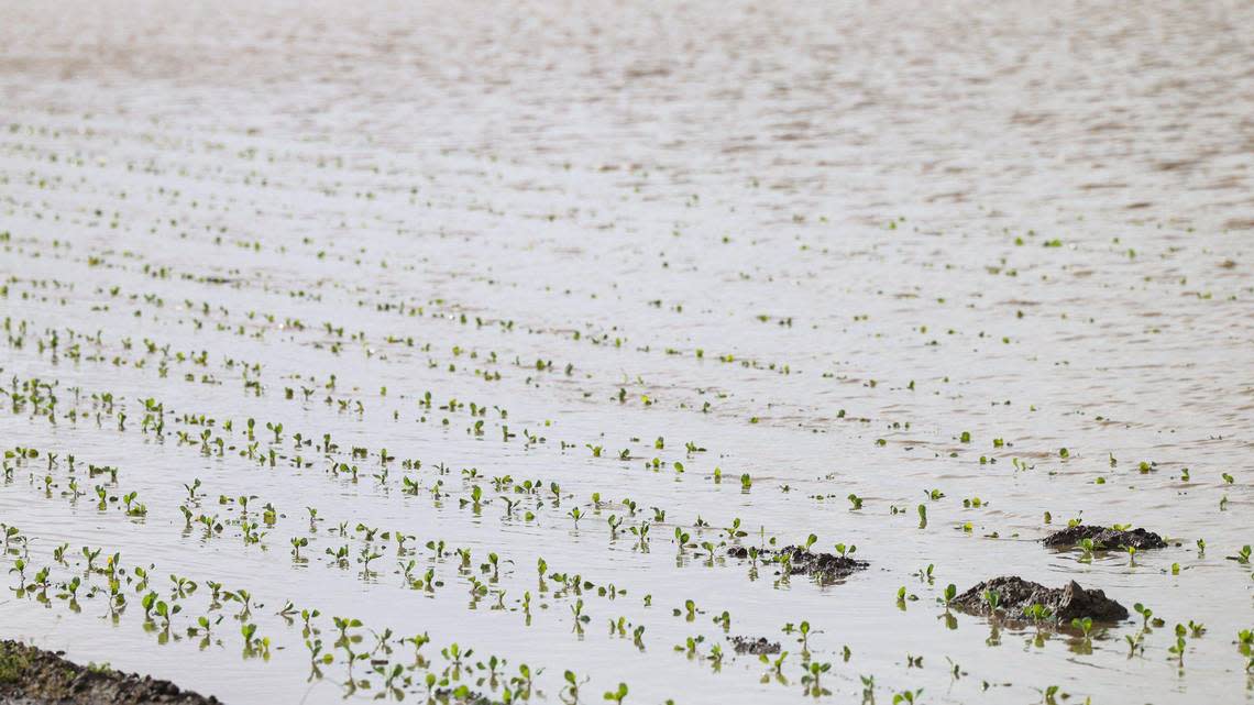 A broccoli field was flooded in Oceano as Arroyo Grande Creek overtopped the levee on Jan. 10, 2023.