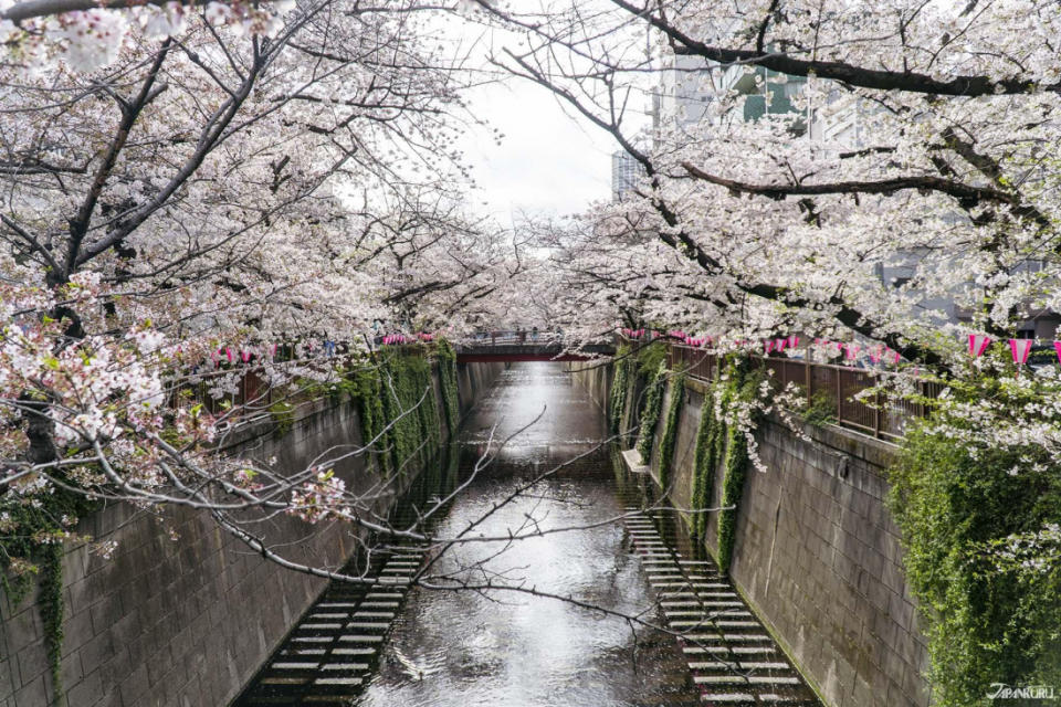 東京都內JR沿線賞櫻景點推薦