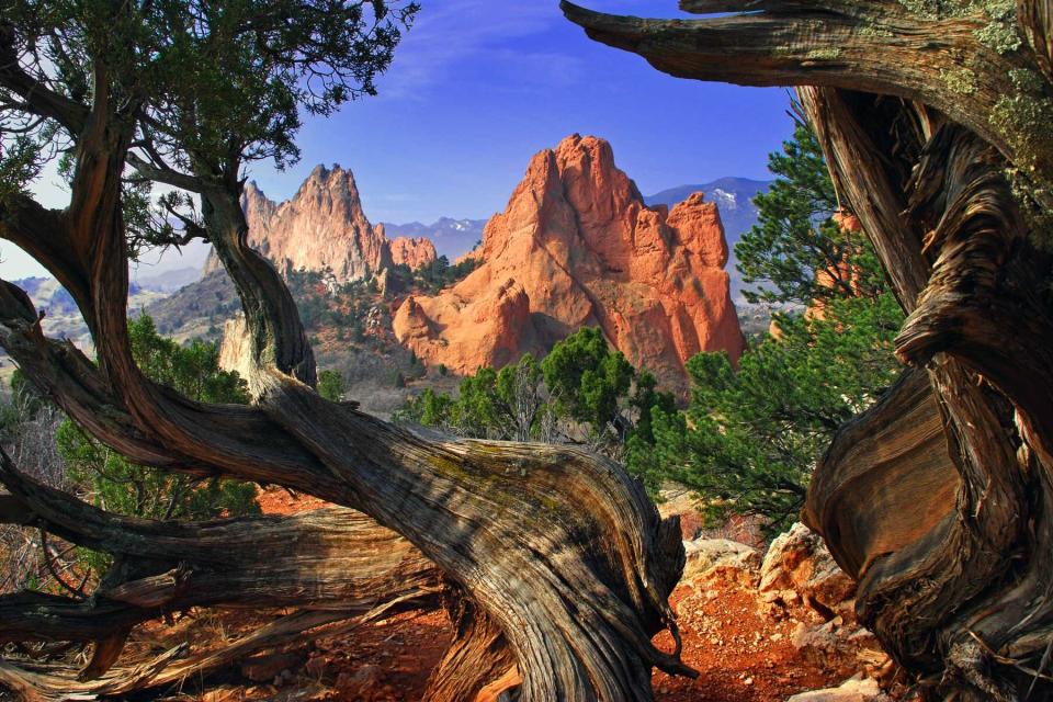 Garden of the Gods framed by twisted Juniper Trees