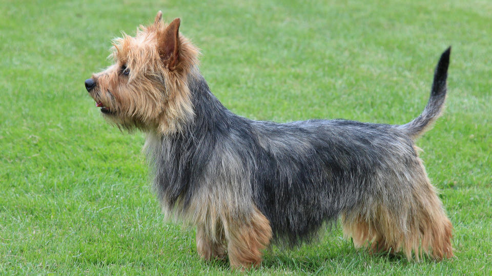 Australian Terrier dog