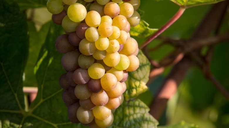 Pinot gris grapes