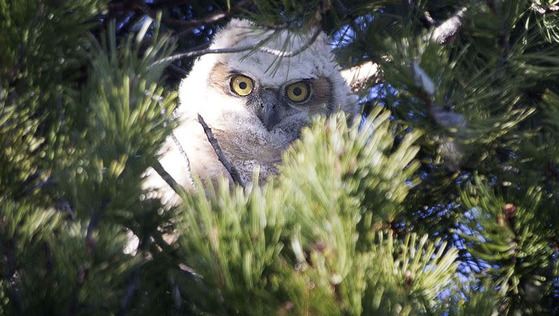 A young great horned owl peers out from its nest in a tree in the Avenues in Salt Lake City on April 7, 2014. Utah is home to at least 13 species of owls, according to researchers.