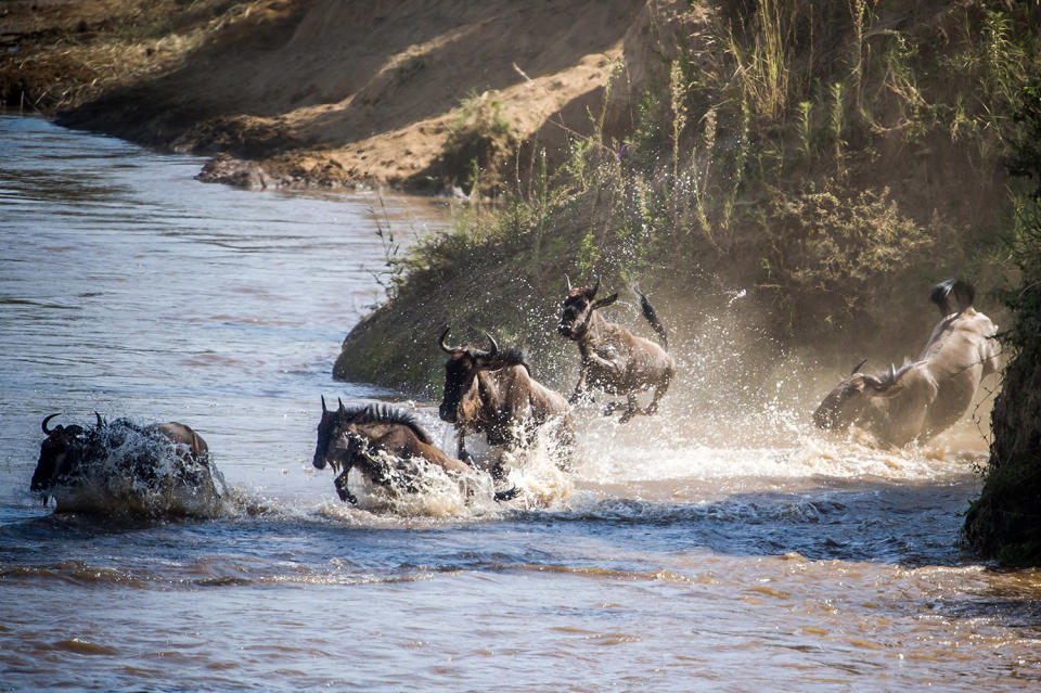 Herding home: Wildebeest photographed in mass migration