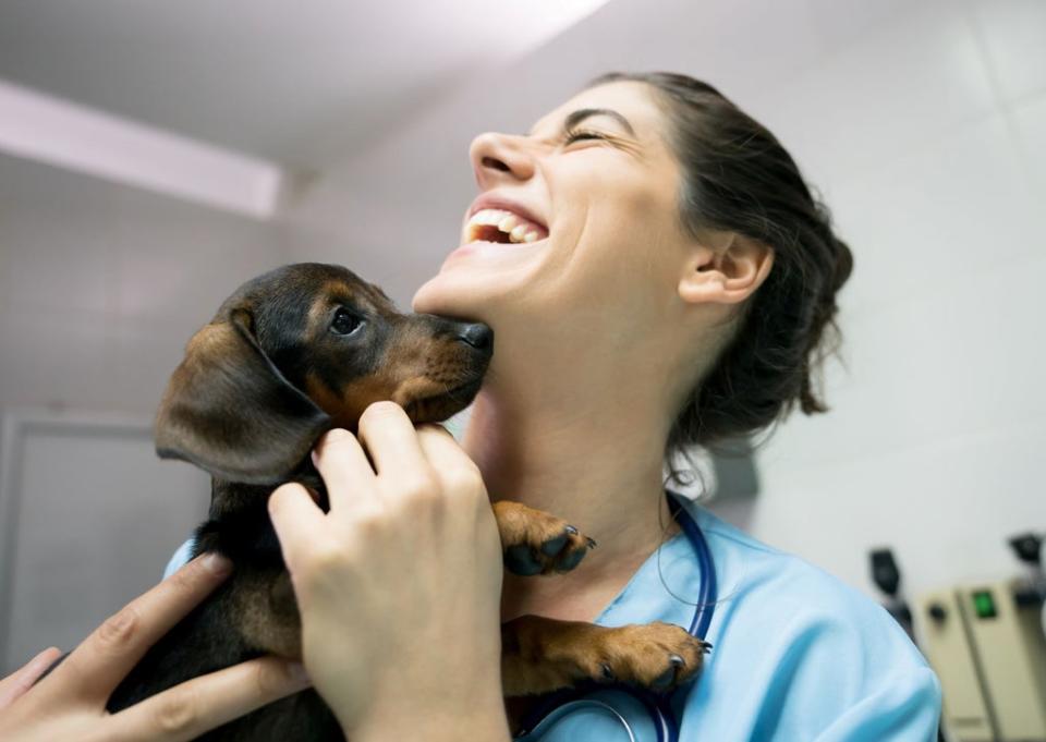 CVS Group provides veterinary services in the UK (CVS)