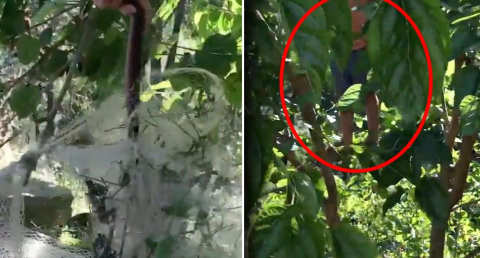 A boy in Pomona became trapped in a tree after finding a venomous red bellied black snake stuck in netting beneath him.