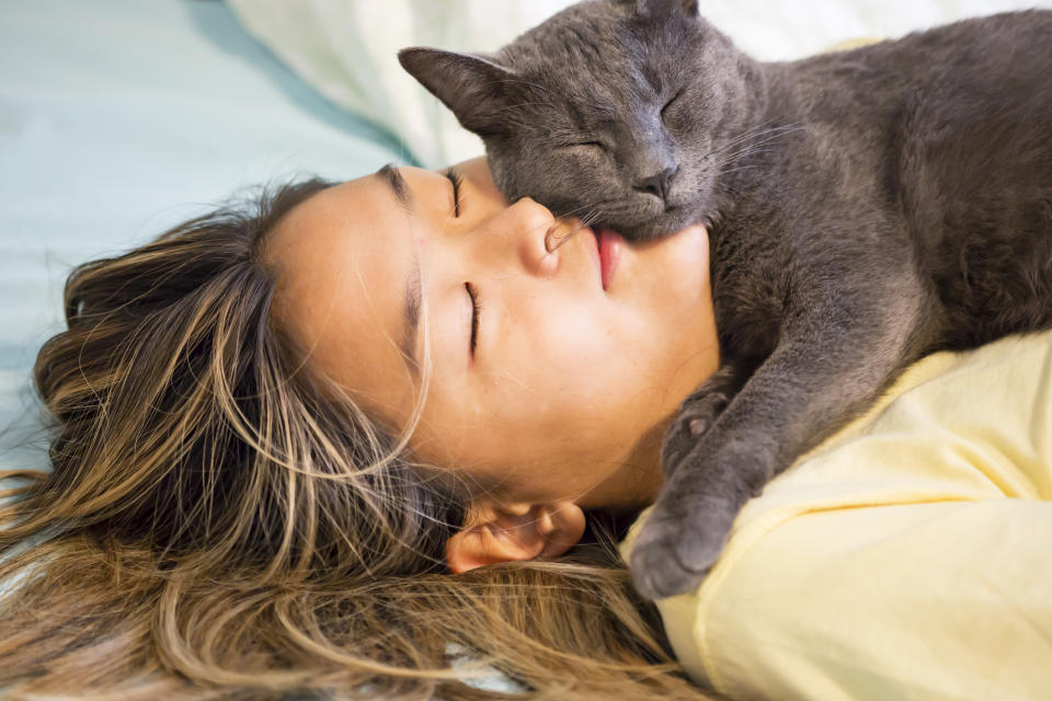 Pet Russian Blue cat sleeps on face of beautiful young girl