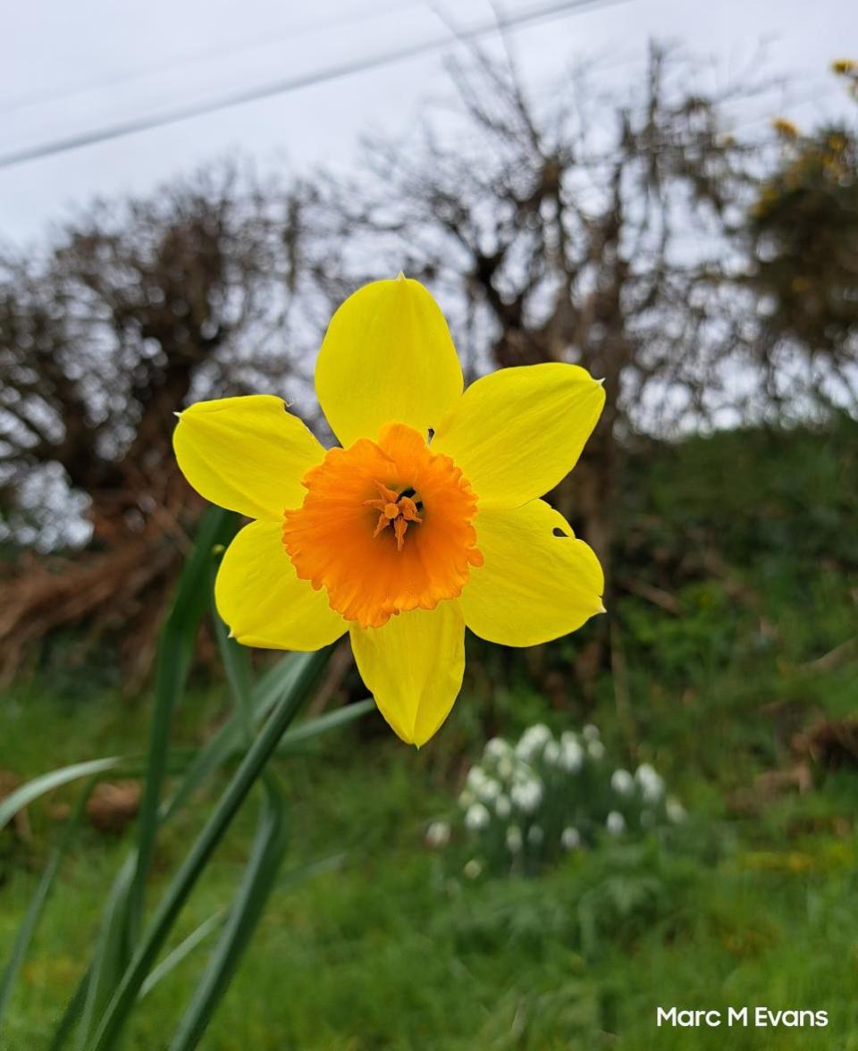 Western Telegraph: Daffodil.