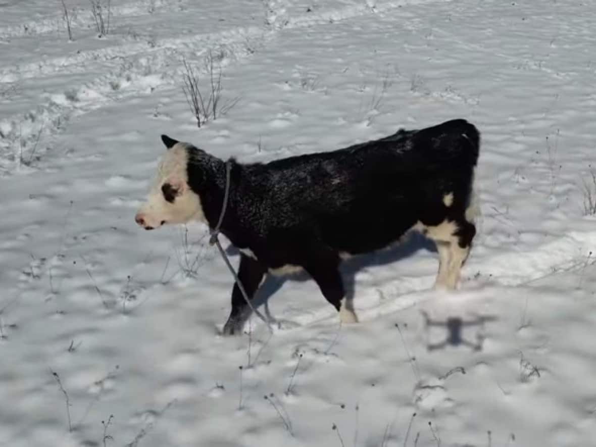 Sky escaped from her farm on Feb. 13 and was later spotted around the Stewiacke, N.S., area. Her owners made an unsuccessful attempt to rope her over the weekend. (Kristen Battiste - image credit)