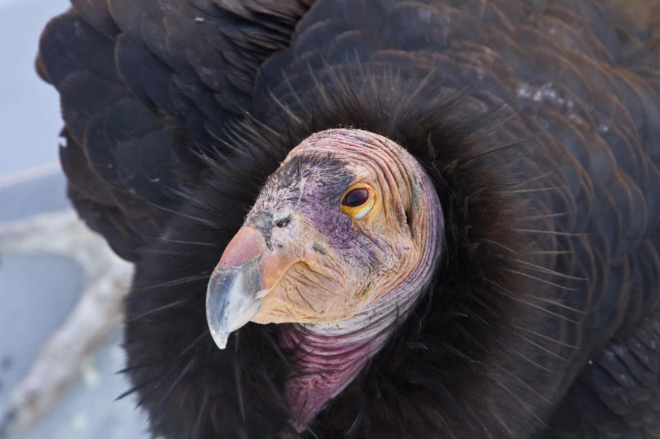 Das Federkleid vom Kalifornischen Kondor sieht im Grunde genommen sehr edel aus – wenn da allerdings der Kopf nicht wäre. Der ist nämlich verdammt kurios. Dennoch verweilt der größte amerikanische Vogel lange unter uns: Er erreicht ein Alter von stattlichen 60 bis 80 Jahren. (Bild-Copyright: FLPA/REX/Shutterstock)