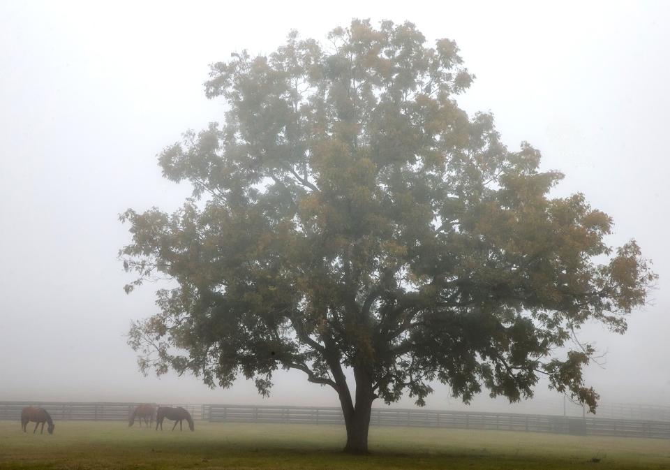 A horse in northwest Marion County.