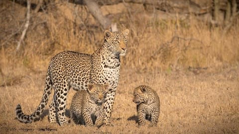 Leopard sightings are plentiful here - Credit: Londolozi