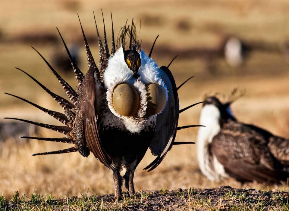 A male greater sage grouse struts as part of the bird’s elaborate mating ritual, which takes place in breeding groups called “leks.”