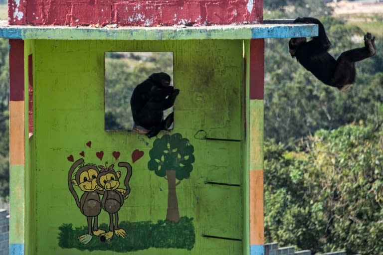 Chimpanzees play at the Great Apes Project (GAP), a sanctuary for apes in Sorocaba, some 100km west of Sao Paulo, Brazil