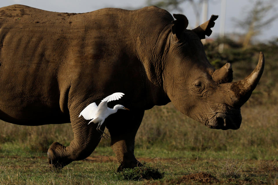 <p>El Parque Nacional de Nairobi está tan cerca de la ciudad que se pueden ver perfectamente los edificios.<br><br>Foto: REUTERS/Amir Cohen </p>