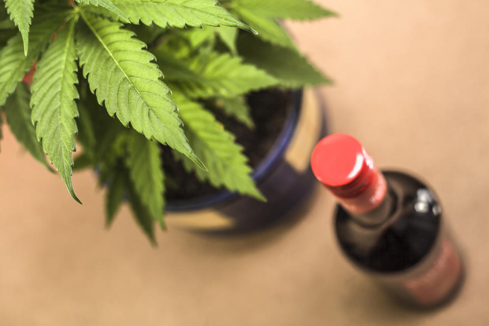 A potted cannabis plant next to a bottle of alcohol on a counter.
