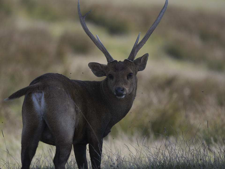 Telephoto wildlife photo made with Lumix G9 II and 200mm F2.8 lens