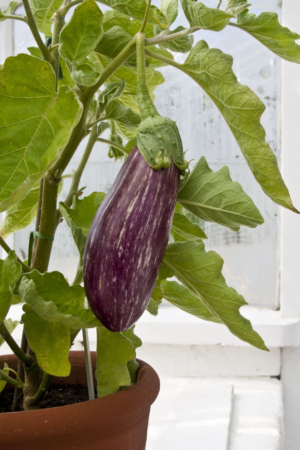 4) How to Grow Eggplant in a Container