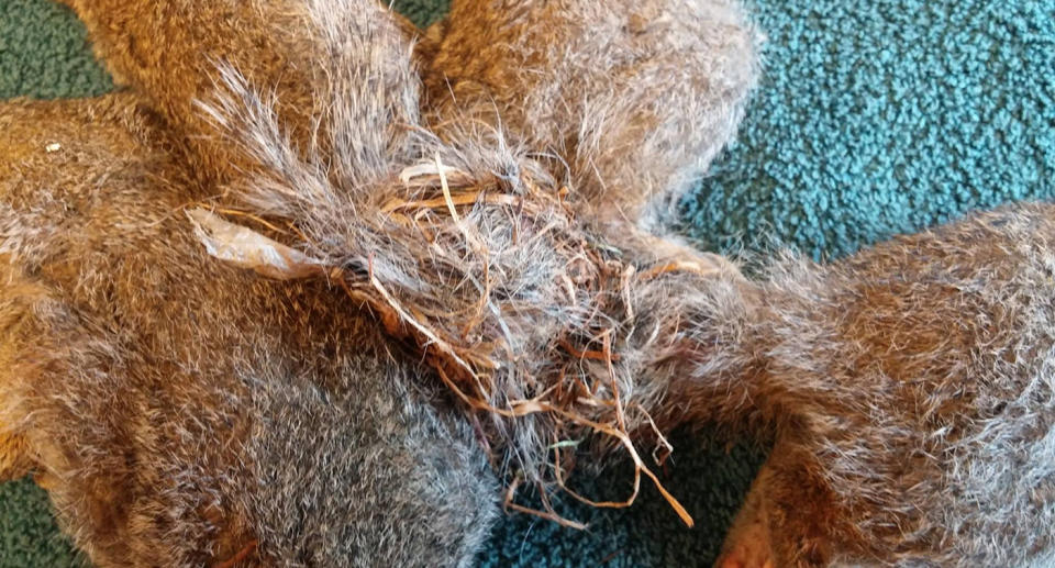 Five Wisconsin baby squirrels rescued after their tails became entangled in a Gordian Knot.