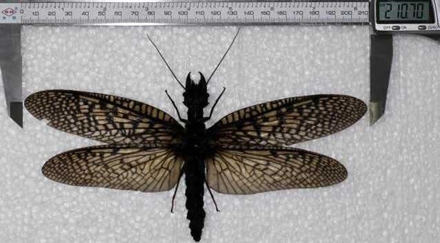 Dobsonfly are so large they are unable to harm humans, as they have such poor leverage that they are incapable of breaking the skin. Photo: Insect Museum of West China