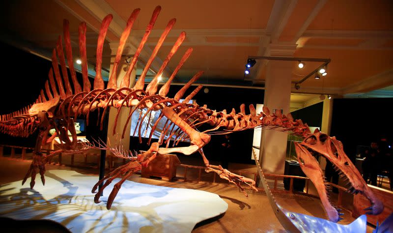 FILE PHOTO: A skeleton model of a Spinosaurus is seen at the temporary exhibition "Spinosaurus" at the Natural History Museum in Berlin