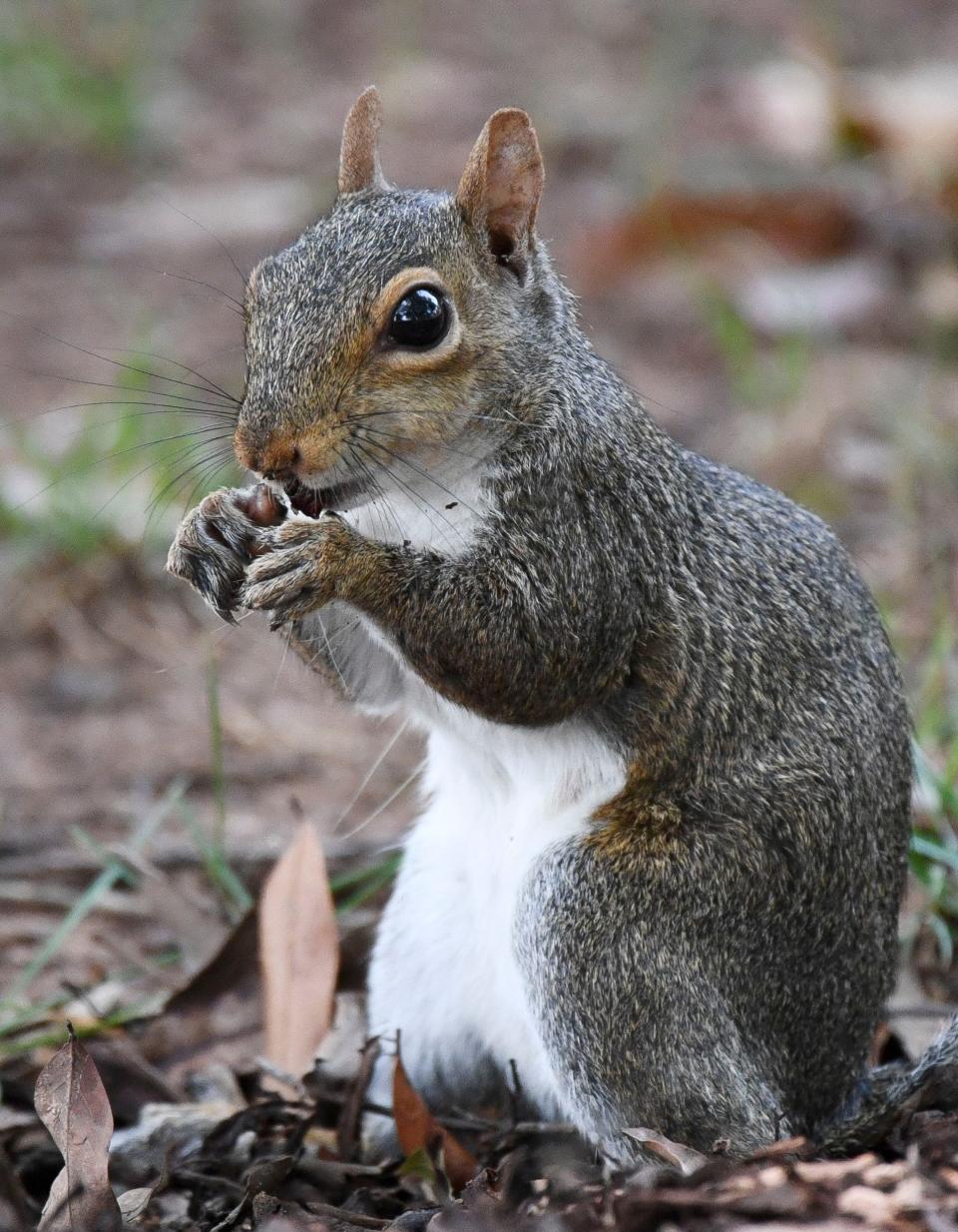 Squirrels are a campus fixture at the University of Alabama. A squirrel nibbles on a nut in front of Archie Wade Hall Thursday, Aug. 24, 2023.