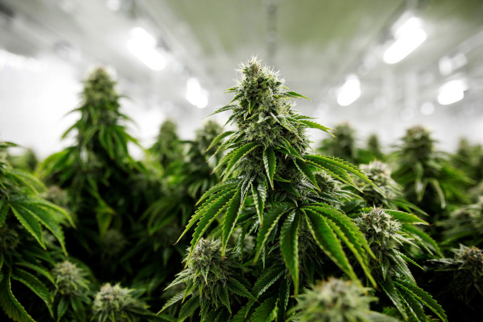 Chemdawg marijuana plants grow at a facility in Smiths Falls, Ontario, Canada October 29, 2019.  REUTERS/Blair Gable
