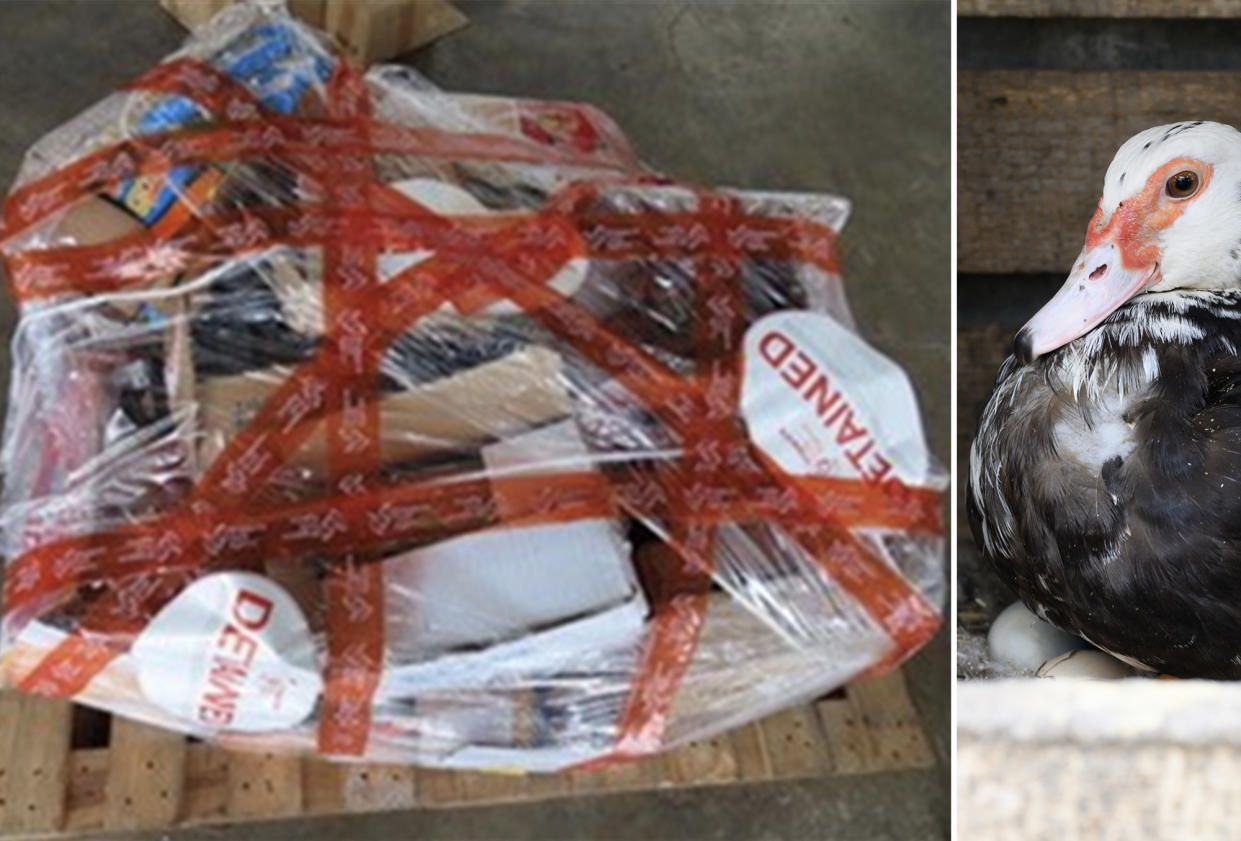 From left to right: A consignment of illegally imported food products and a duck sitting on a nest of eggs. (PHOTOS: Singapore Food Agency, Getty Images file photo)