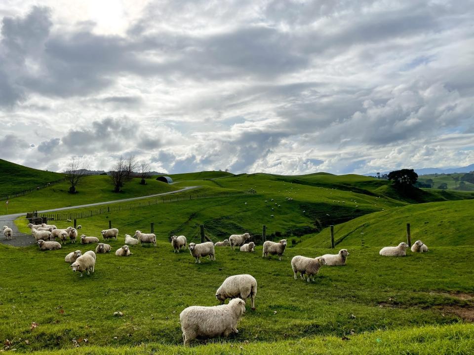 The Hobbiton Movie Set in New Zealand.