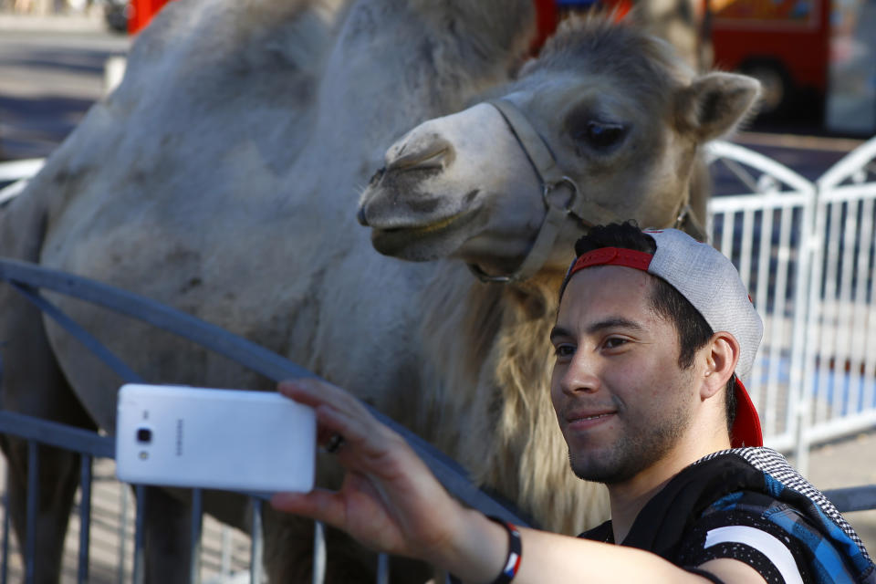 FILE - In this Sept.7, 2016 file photo, a visitor takes a selfie with a camel during a circus performance at Bastille square in Paris. France's environment minister announced Tuesday Sept. 29, 2020 a gradual ban in the coming years on the use of wild animals in travelling circuses and on keeping in captivity dolphins and killer whales. (AP Photo/Francois Mori, File)