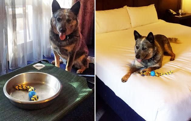 The hotel provided bedding, food, a bowl and a toy for Benny. Photo: Be