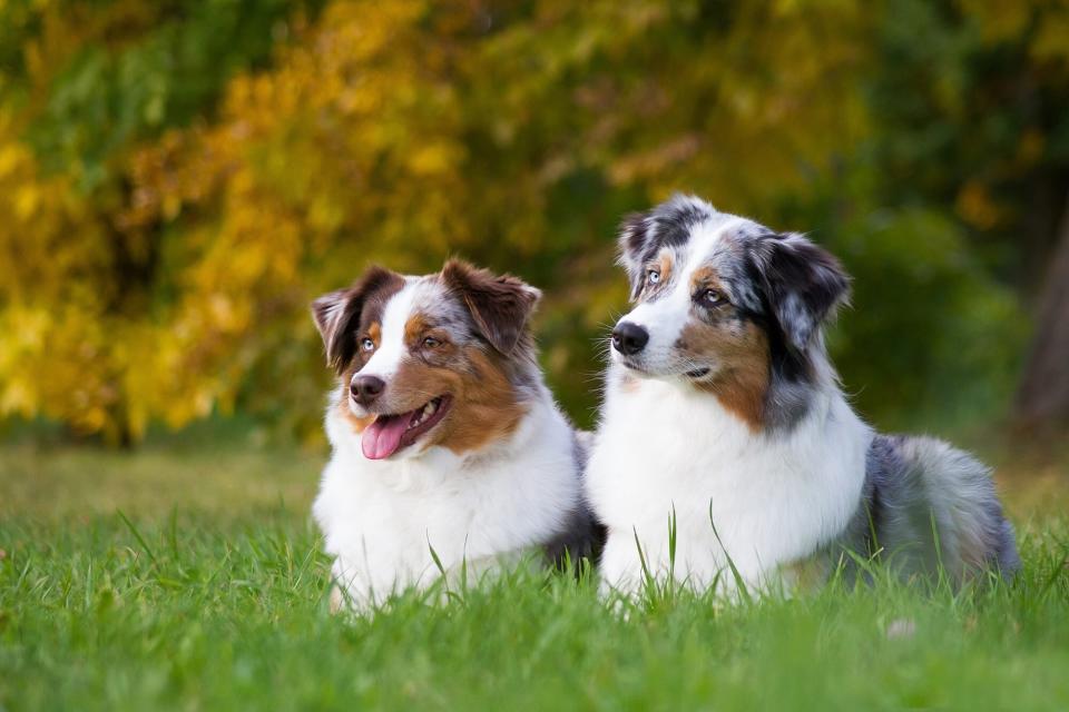 Photo of two Australian Shepherds laying in grass