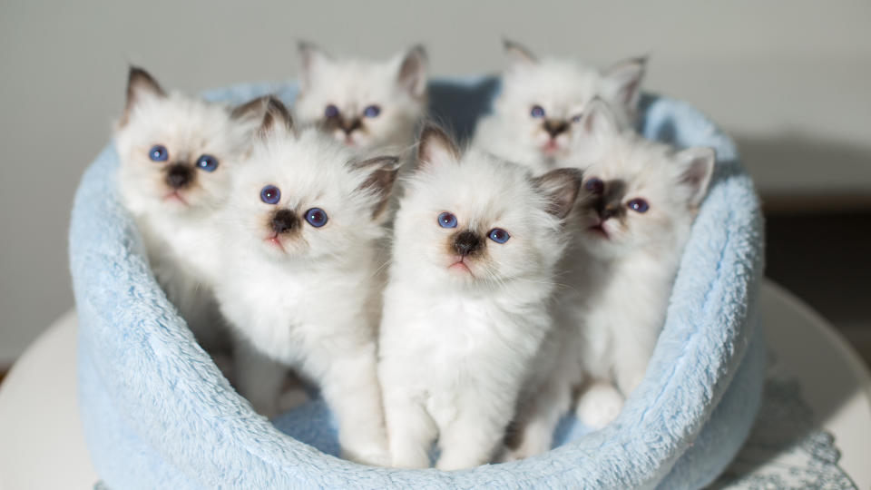Birman kittens mostly white